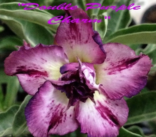 (image for) Adenium Obesum \'Double Purple Charms 2\' 5 Seeds